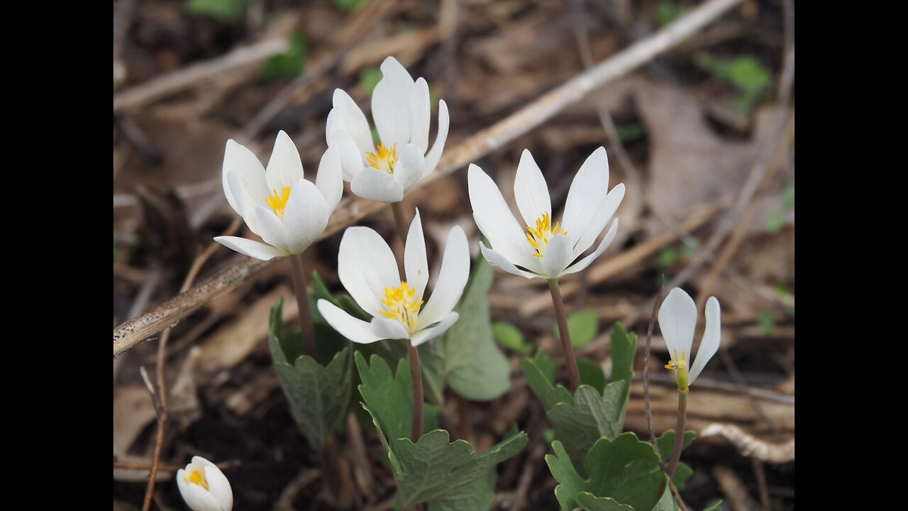 Bloodroot (Sanguinaria canadensis)