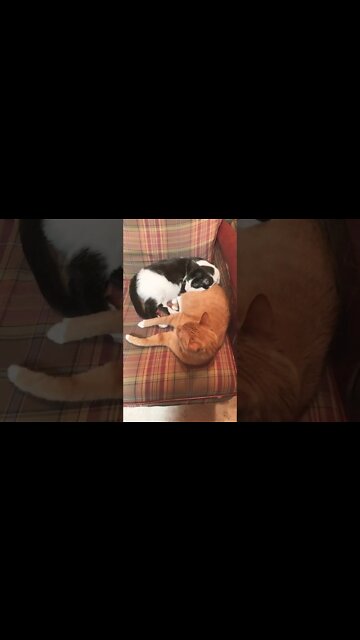 Where did my pillow butt go? Starring Sasu, and featuring Firepaw as the pillow butt.