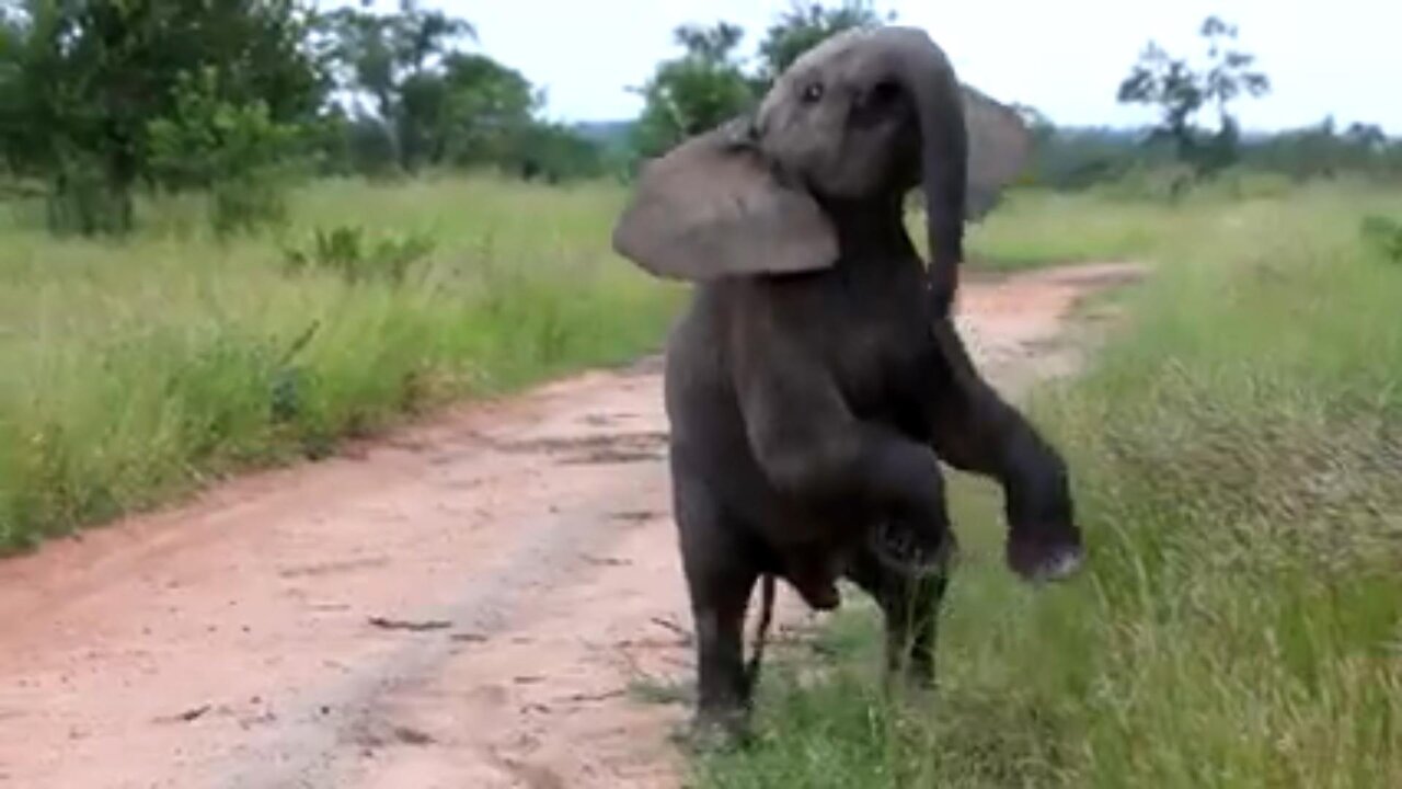 Cheeky baby elephant hilariously attempts to intimidate safari tourists