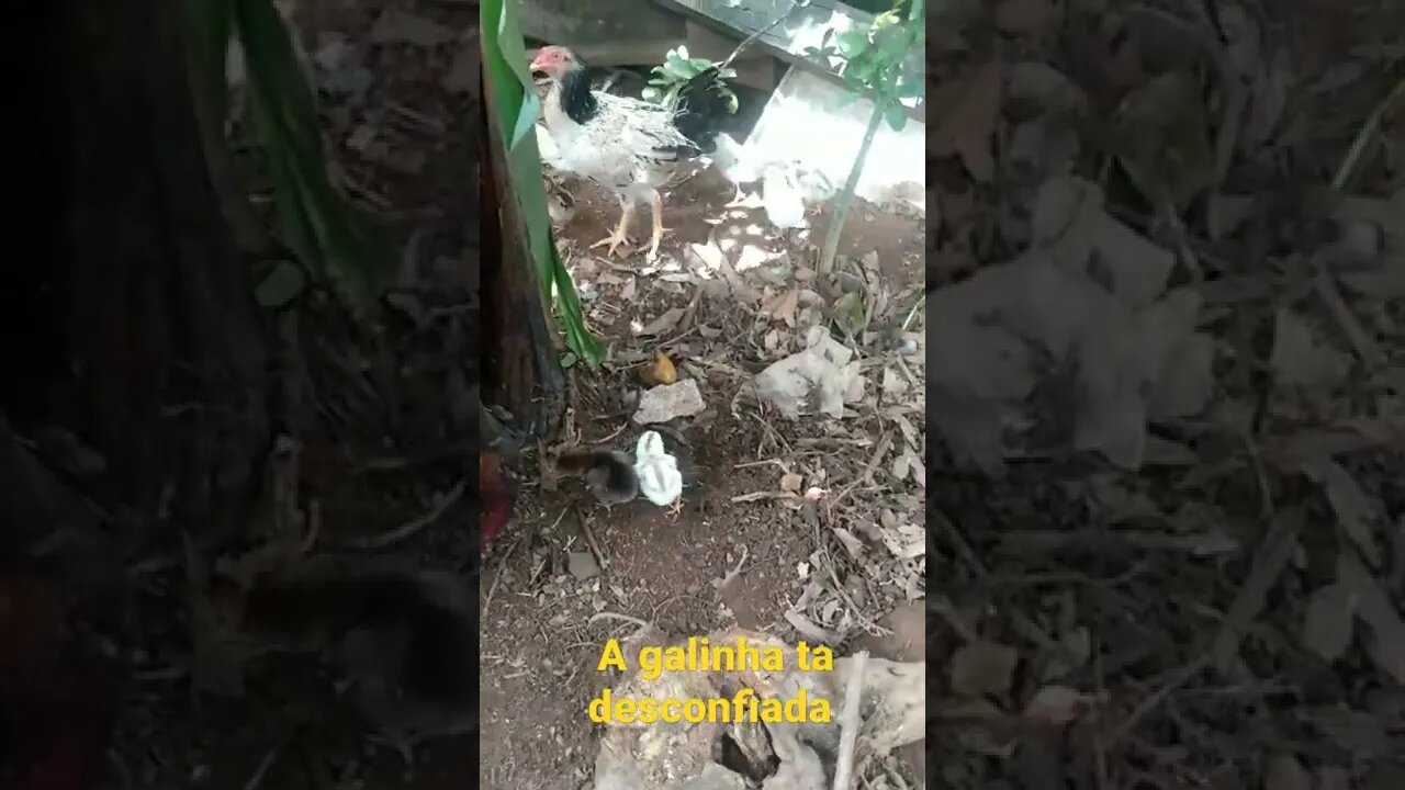 galinha tá desconfiada não me quer perto dos pintinhos