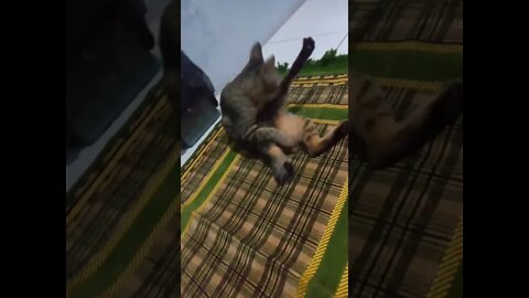 kucing