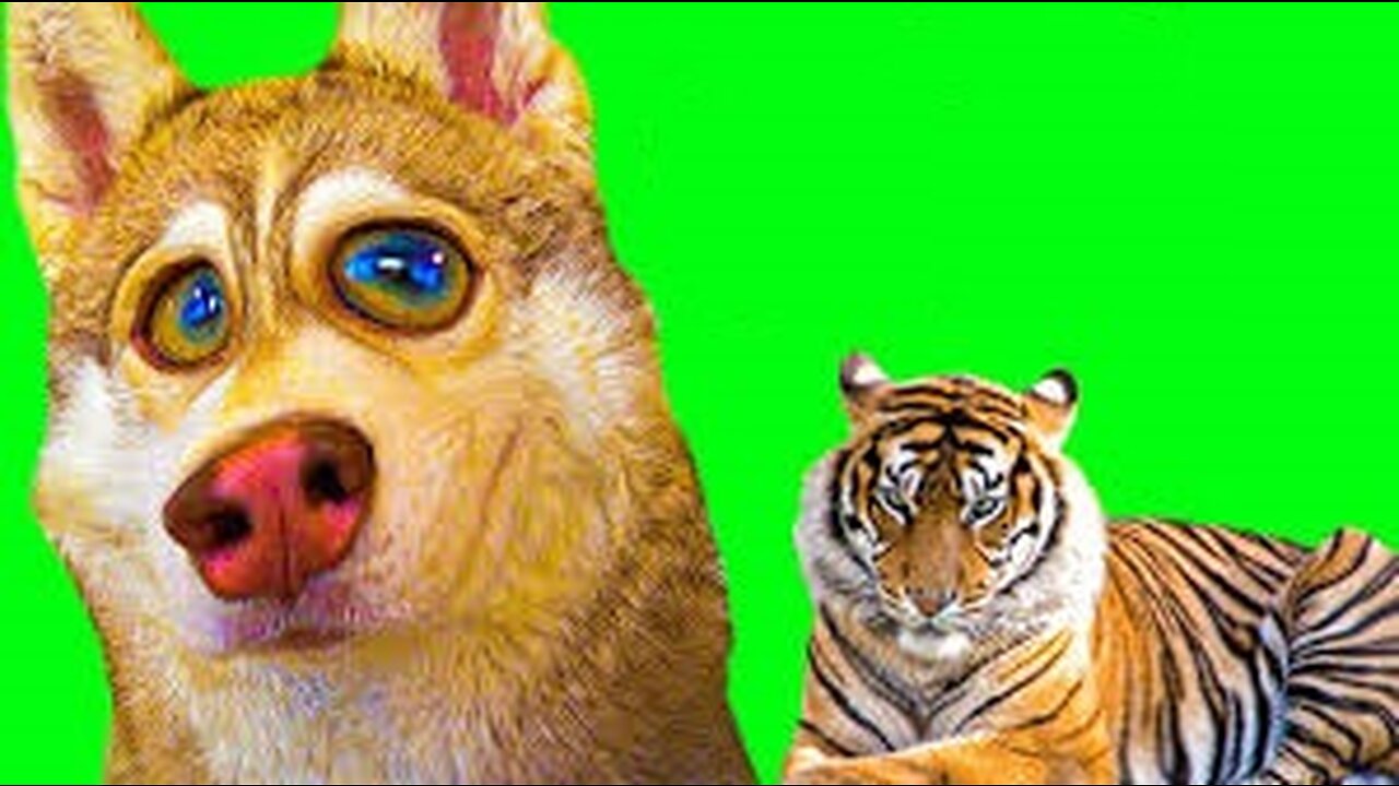 Troll Prank Dog Funny & fake Lion and Fake Tiger Prank To dog & Huge Box Prank to dog