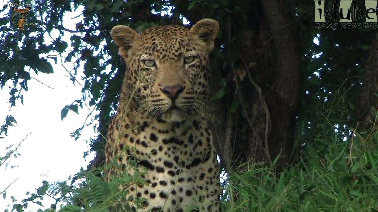 Stunning Male Leopard