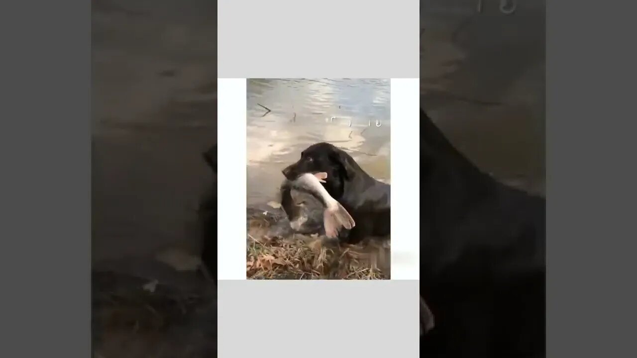 Predators!!👍🙂🙃😍😍👏