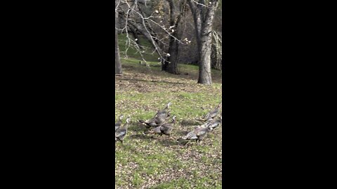 Hiking Past Turkeys