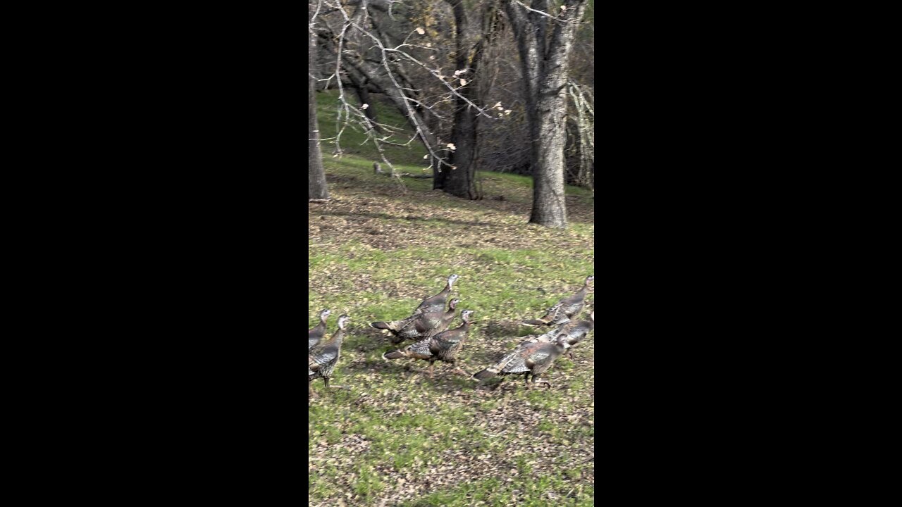 Hiking Past Turkeys