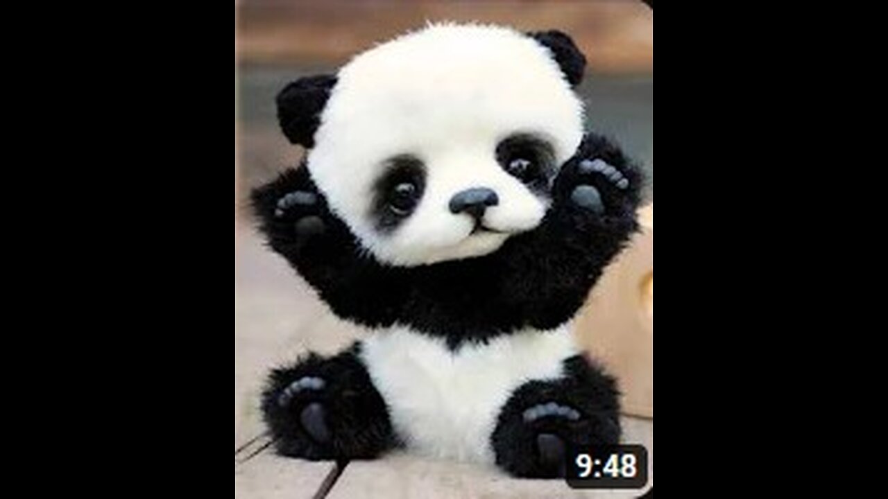 Animals Cute