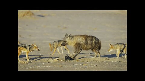 Jackal Pack vs Hyena- Food Fight - 4K UHD - Seven Worlds One Planet