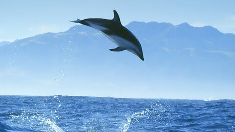 Wild Dolphins Swimming Compilation