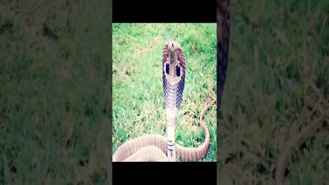 king cobra snake