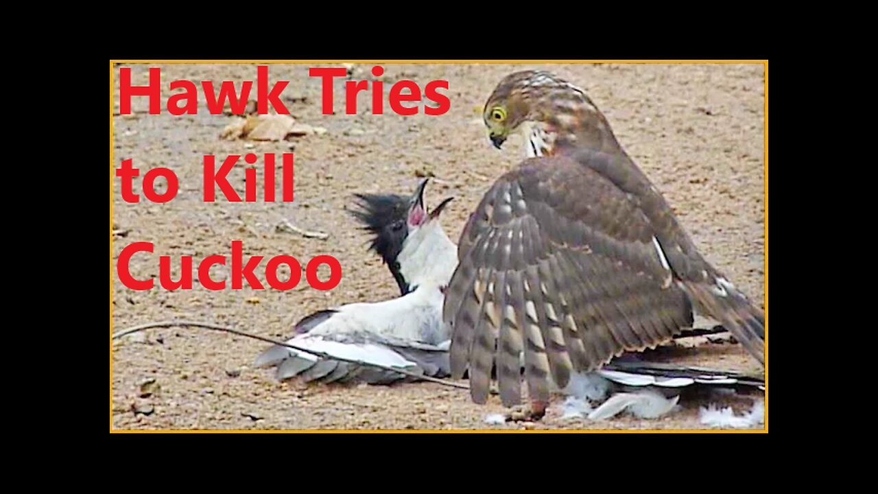 Hawk Tries to Kill Cuckoo Bird