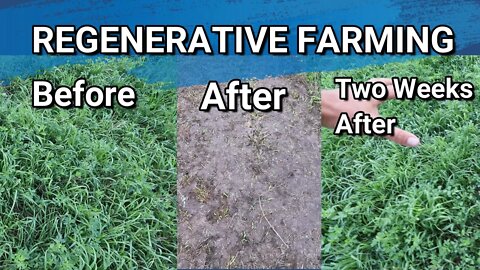 Regenerative Farming And What It Has Done For Our Pasture In Just One Year