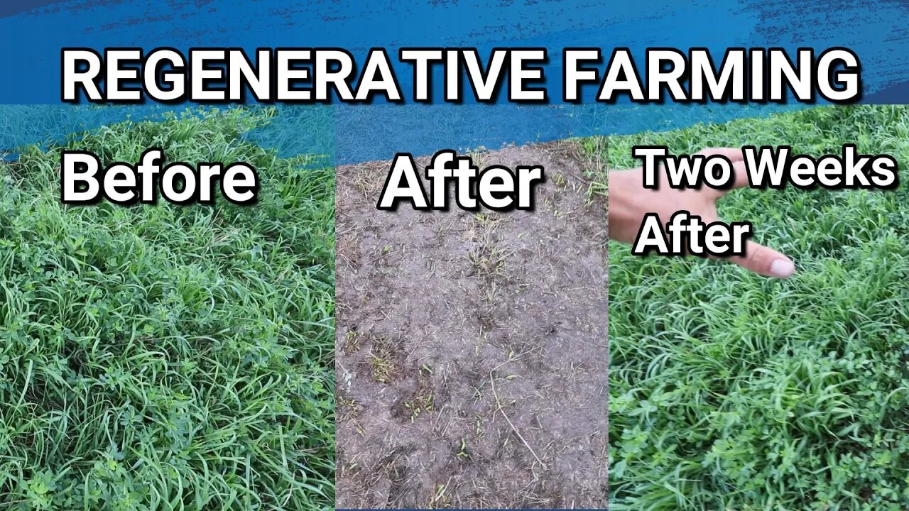 Regenerative Farming And What It Has Done For Our Pasture In Just One Year