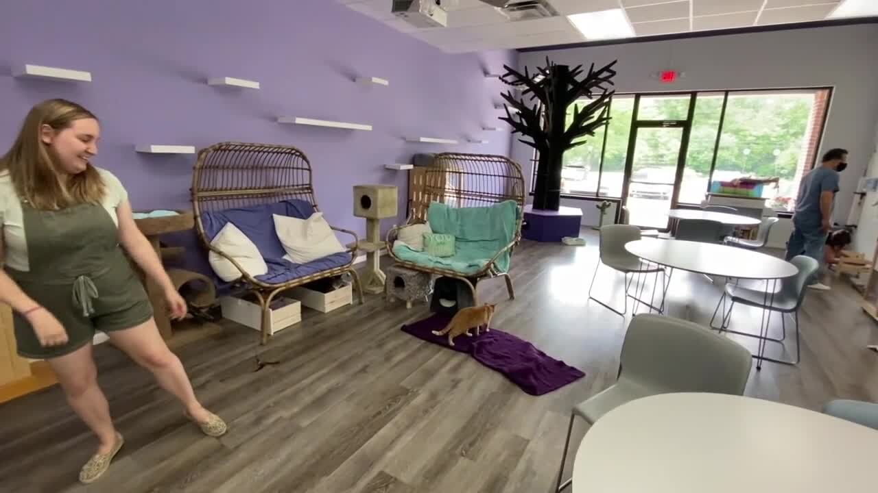 Constellation Cat Cae looks to move to Old Town