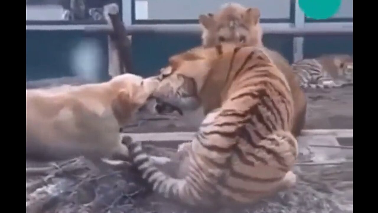 Brave Dog Stops a Tiger and Lion from Fighting - HaloAnimals