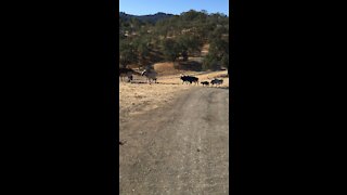 Herd at Safari West