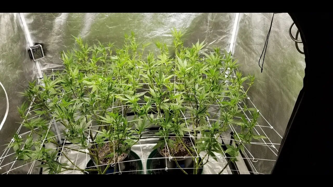 The Leroy BX75 by The BigKush "Just the Tip! Episode 5" Shake em on down! Day 15