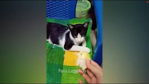 New funniest cat videos 😂😂 2023 funny videos