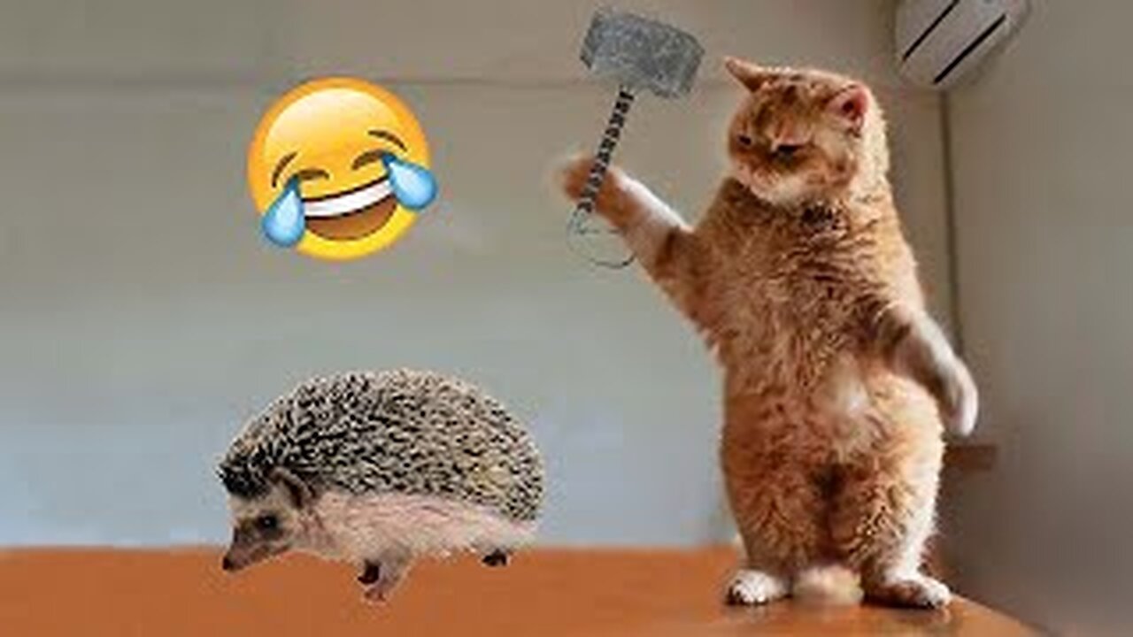 Funniest animals video 2023