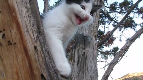 Our Cats #82 #shorts - Kitten Panqueeñou Climbs on “Big” Tree and on “Big” Boulder