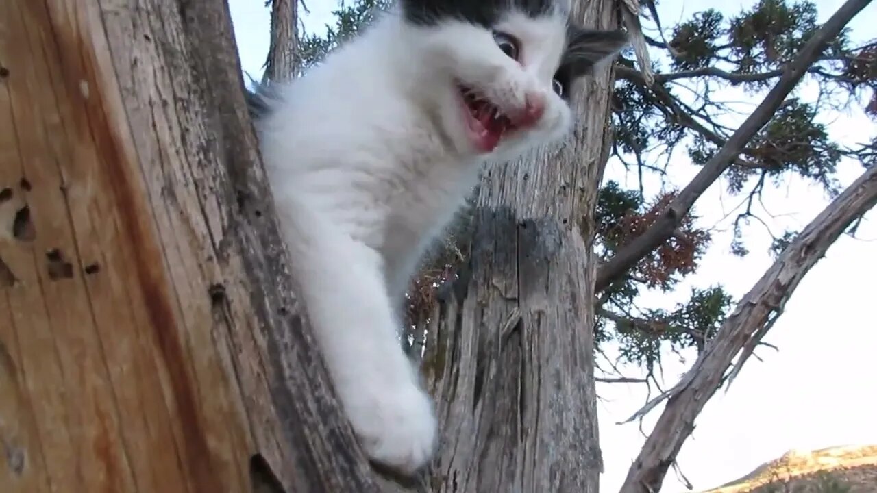 Our Cats #82 #shorts - Kitten Panqueeñou Climbs on “Big” Tree and on “Big” Boulder