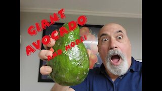 Giant Avocados & Pumellos!