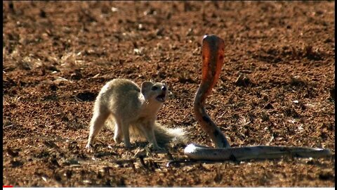 Mongoose vs cobra who's is win
