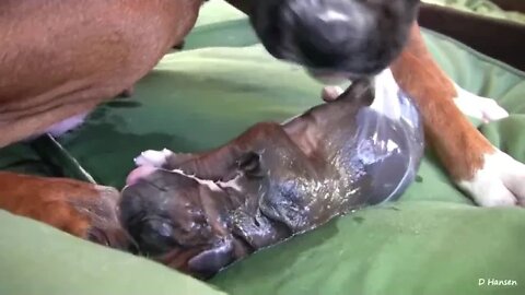 Dog Giving birth while standing... #dogs #dogs #dog #dogsoftiktok