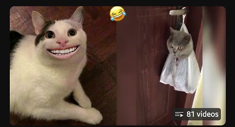 Best Funny 🤣🤼‍♂️Dogs And 🐈Cats Videos - 🤣 Funniest Animals Videos D)
