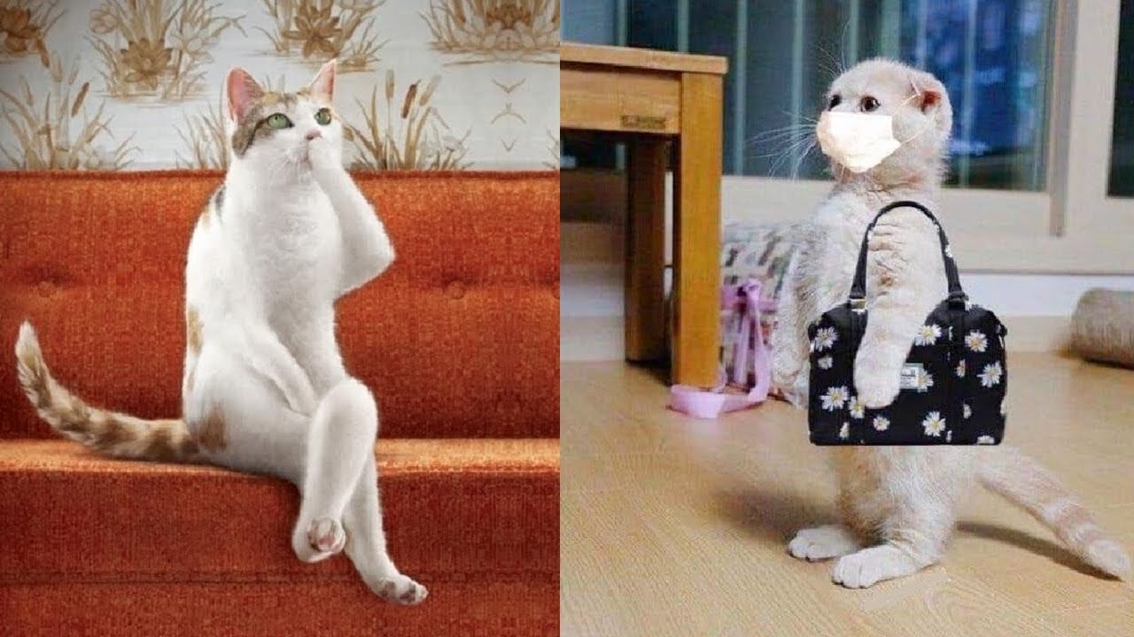 I dare you to laugh these amusing cats