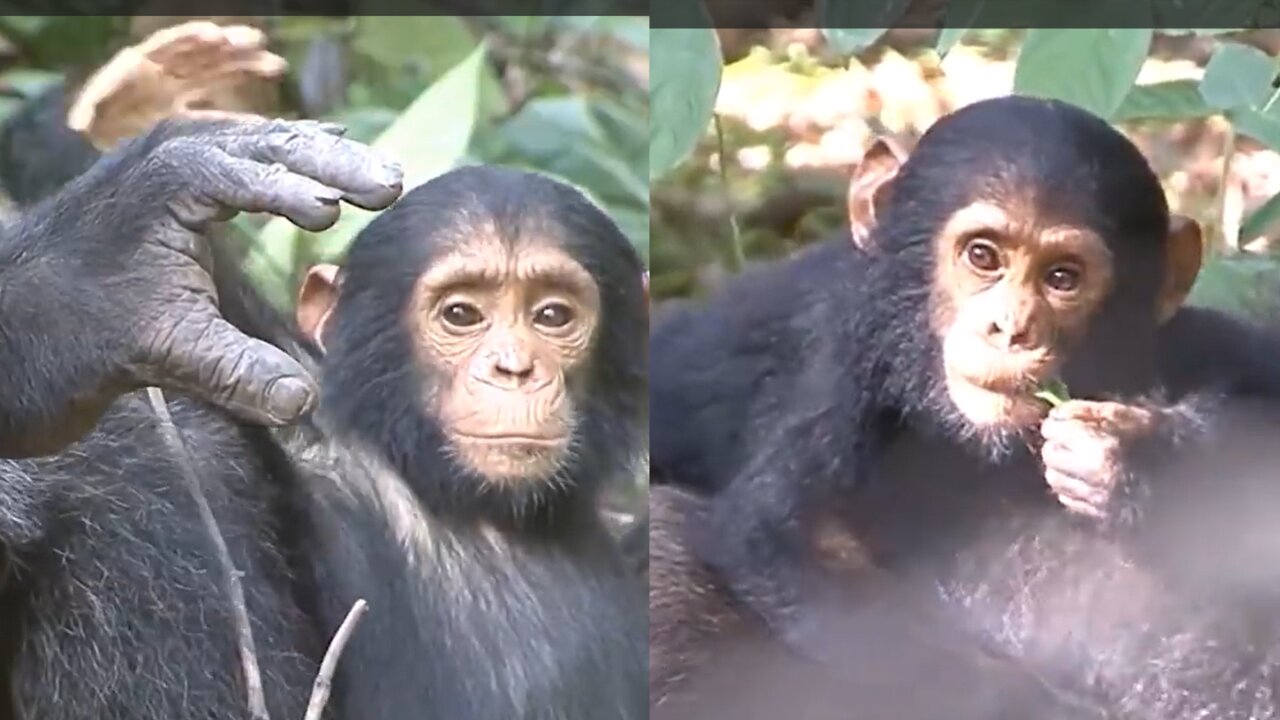 Cuddly Baby Chimpanzees - Cutest Compilation