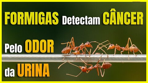 FORMIGAS Detectam CÂNCER Pelo ODOR Da URINA