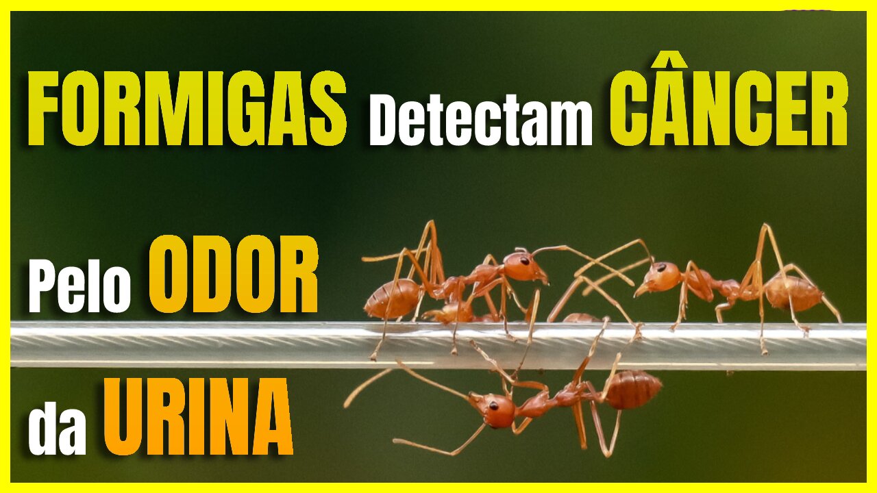 FORMIGAS Detectam CÂNCER Pelo ODOR Da URINA