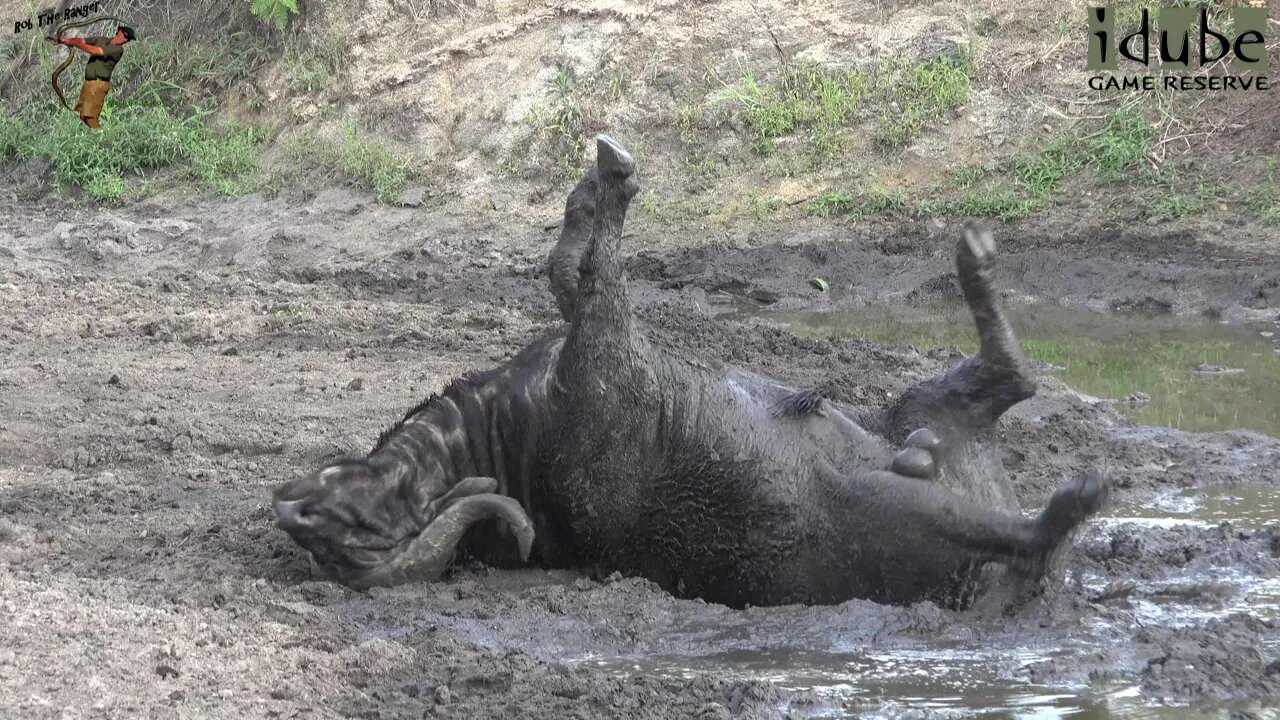 Muddy Buffalo | Iconic Africa | The Beauty Of Nature