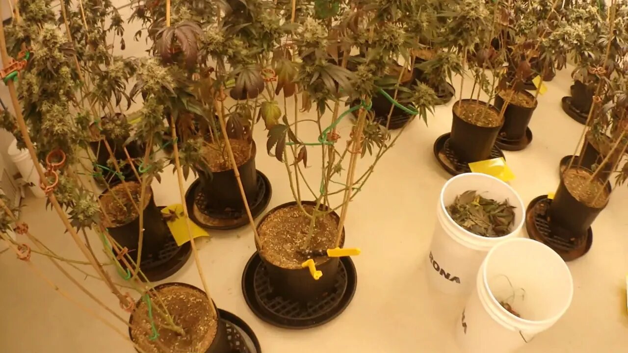 RockStar Week 8 Harvest Cut and Hang