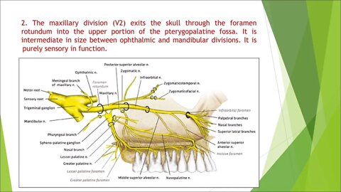 Oral Surgery L4 (Surgical Anatomy in Local Anaesthesia)