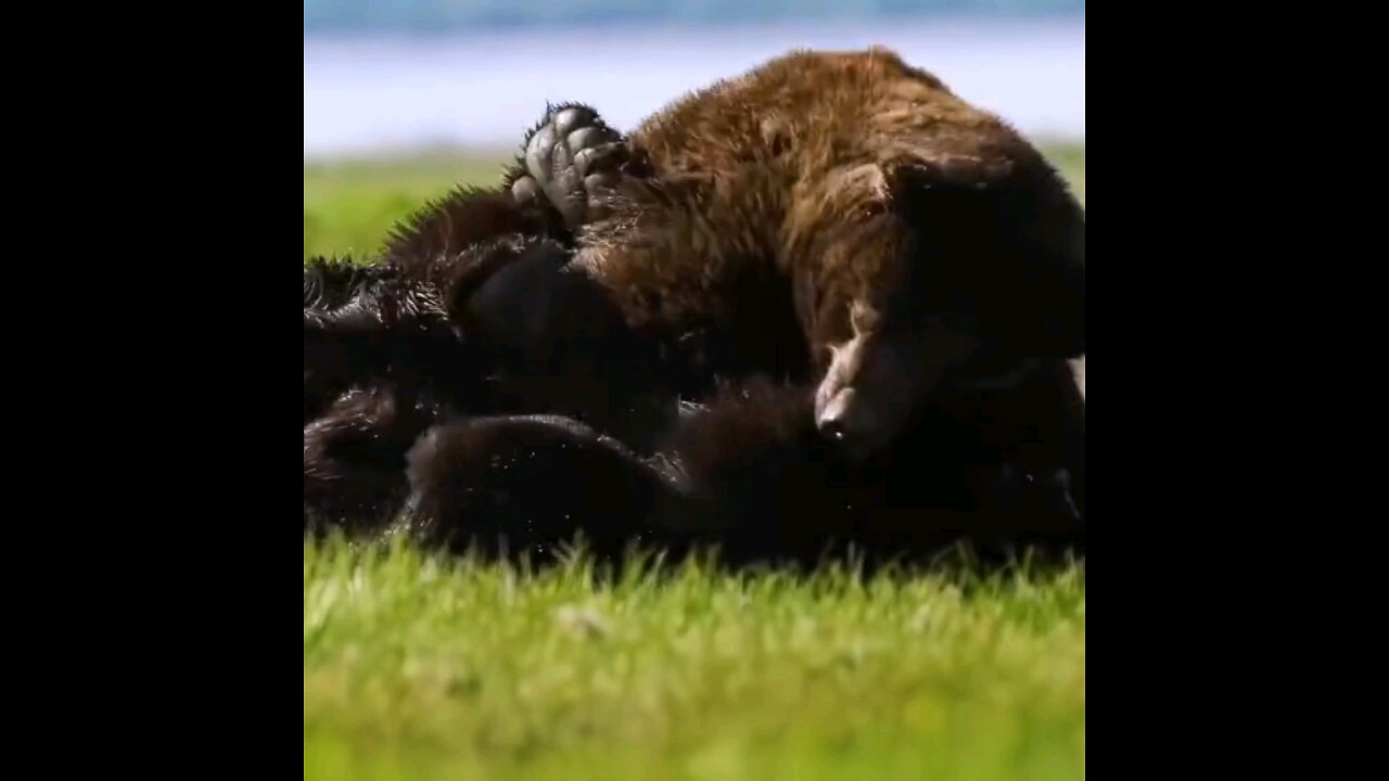 Bear fight