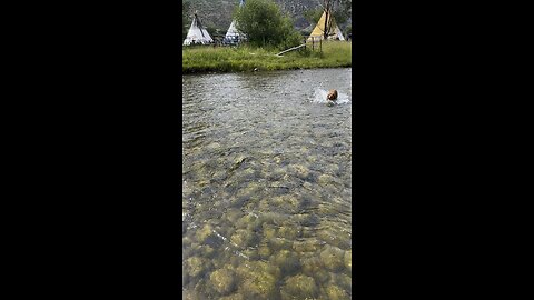 Golden retriever dog crosses river.