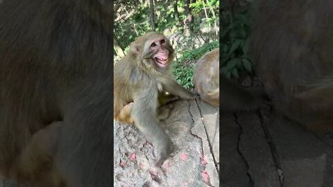 Monkey are laughing like human Viral and Trending Shorts @1 Million Creation #shorts
