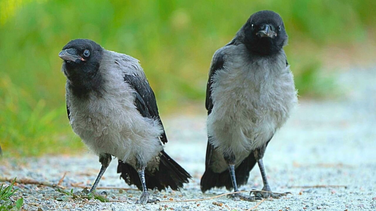 Hooded Crow Fledgling Siblings Join Forces Cawing for Food