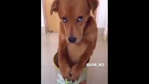 The funny WA story video is really funny.... Dog's reaction when angry