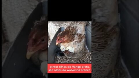 matriz mamangava com pintinhos (aves nossas)