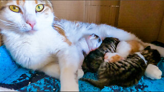 Mother Cat With Her Adorable Kittens