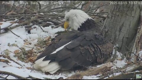 Hays Eagles Mom lays Egg #2 2021 02 15 1:54PM