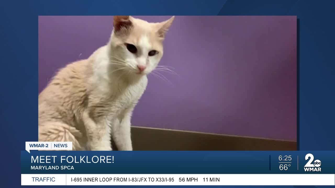 Folklore the cat is up for adoption at the Maryland SPCA