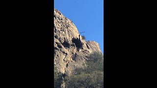 Peregrine Falcon Nesting Area