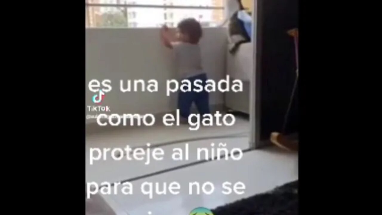 cat protect the kid !!!