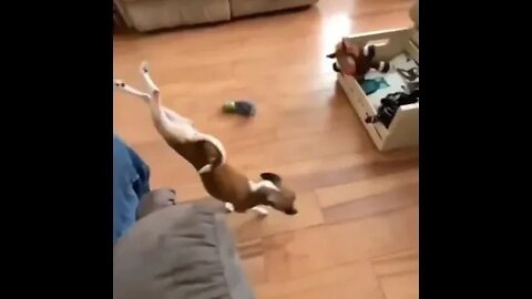 Don't mind me guys...just passing through. 😂👀🐶