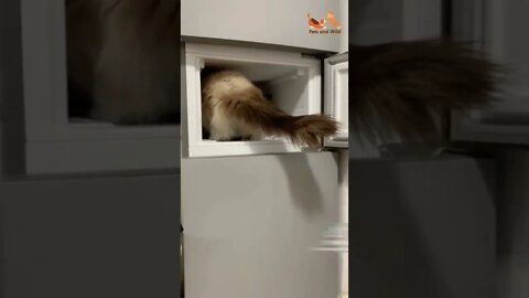 naughty cat into the freezer funny cats video #Petsandwild #cats2022 #funnycats