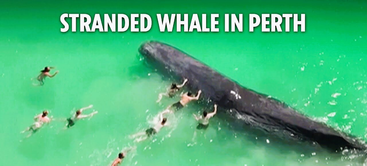 Beachgoers play with stranded whale in waters near Australian beach